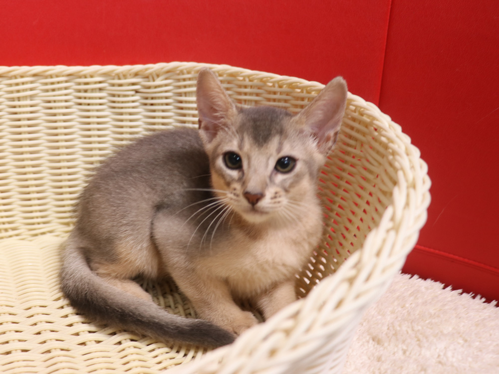 アビシニアンの子猫画像