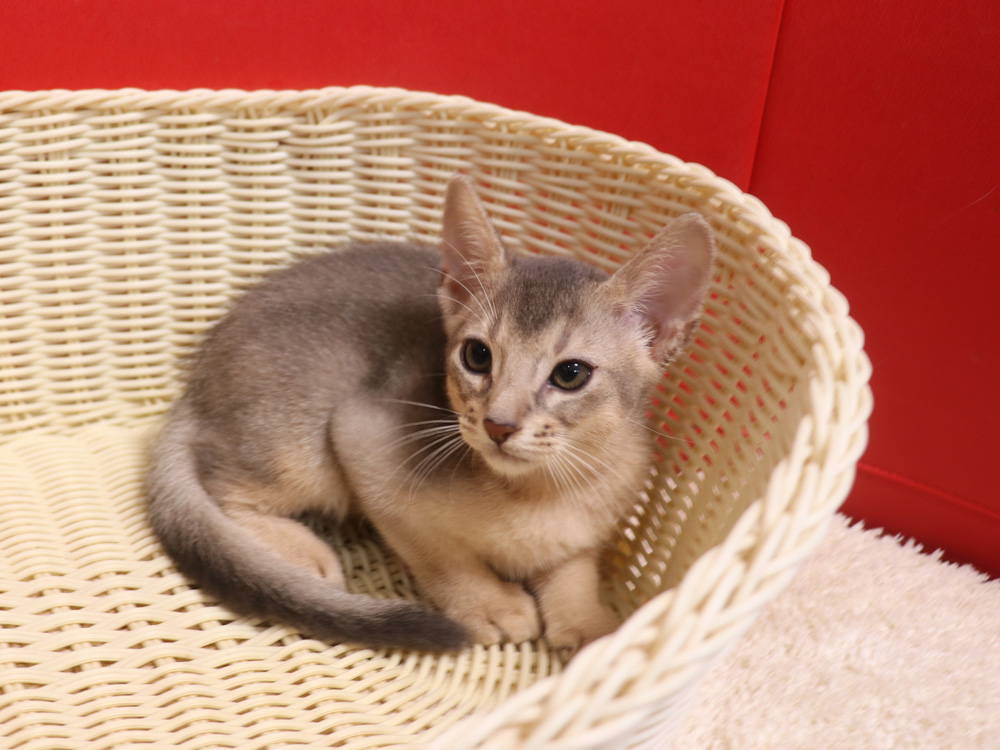 アビシニアンの子猫画像