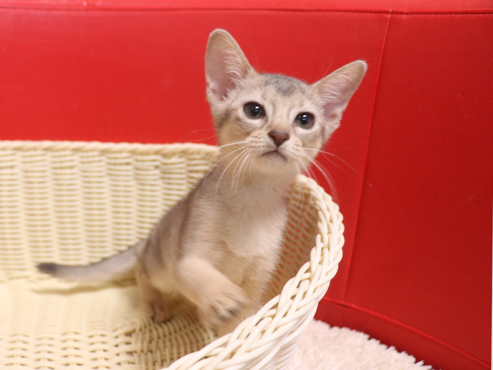 アビシニアンの子猫画像