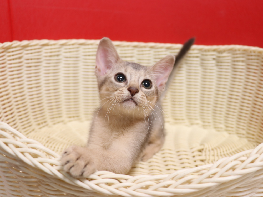 アビシニアンの子猫画像