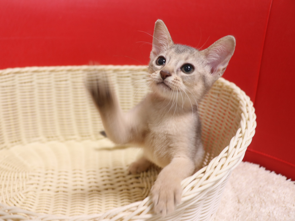 アビシニアンの子猫画像