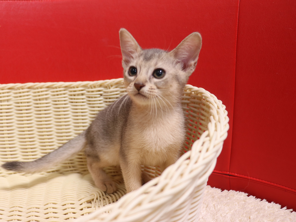 アビシニアンの子猫画像