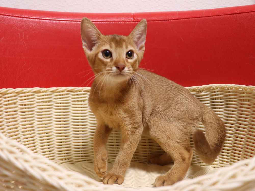 アビシニアンの子猫画像
