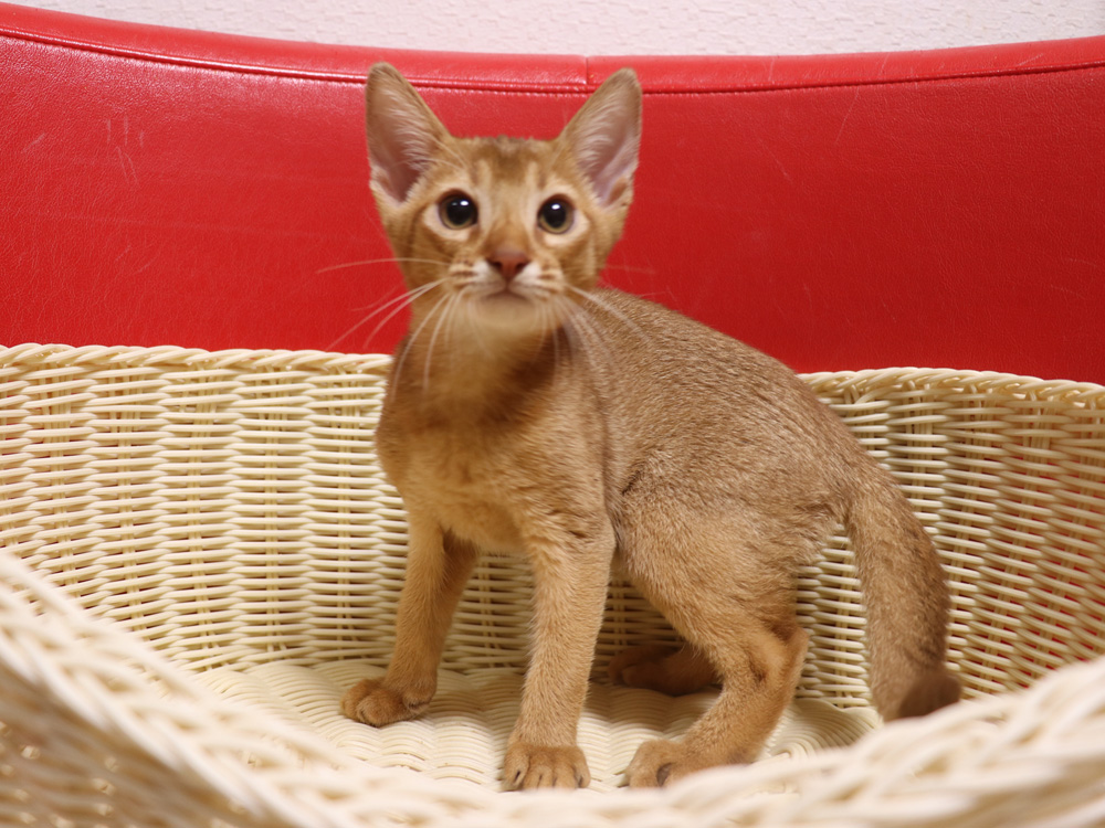 アビシニアンの子猫画像