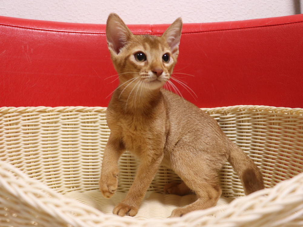 アビシニアンの子猫画像