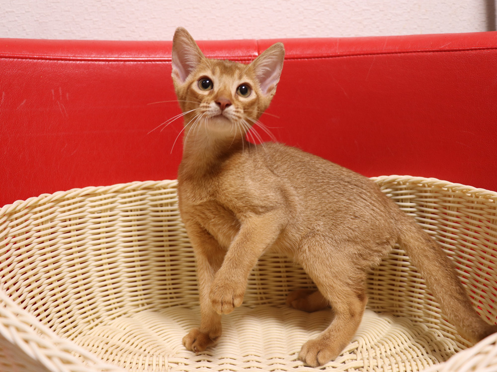 アビシニアンの子猫画像