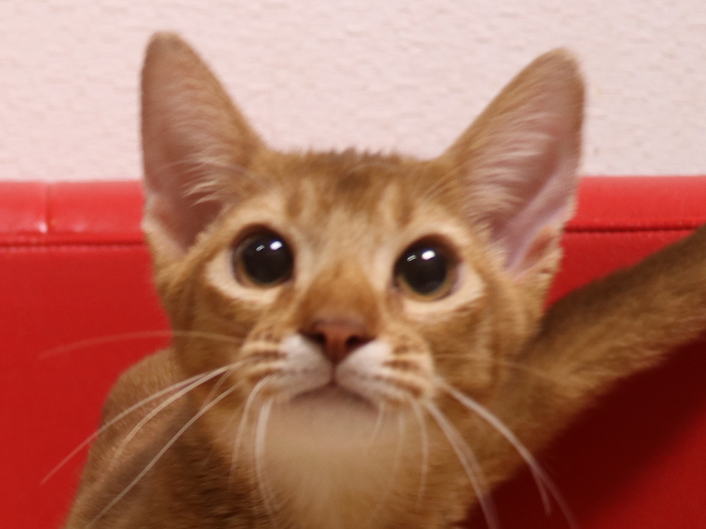 アビシニアンの子猫画像