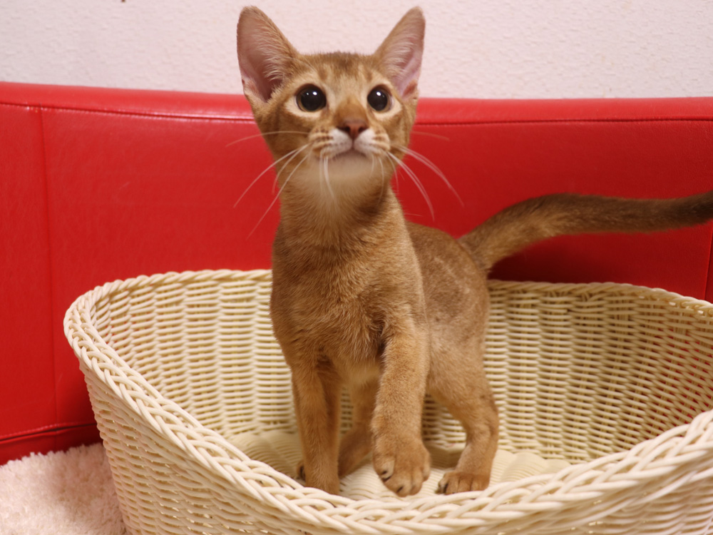 アビシニアンの子猫画像