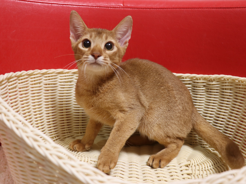 アビシニアンの子猫画像