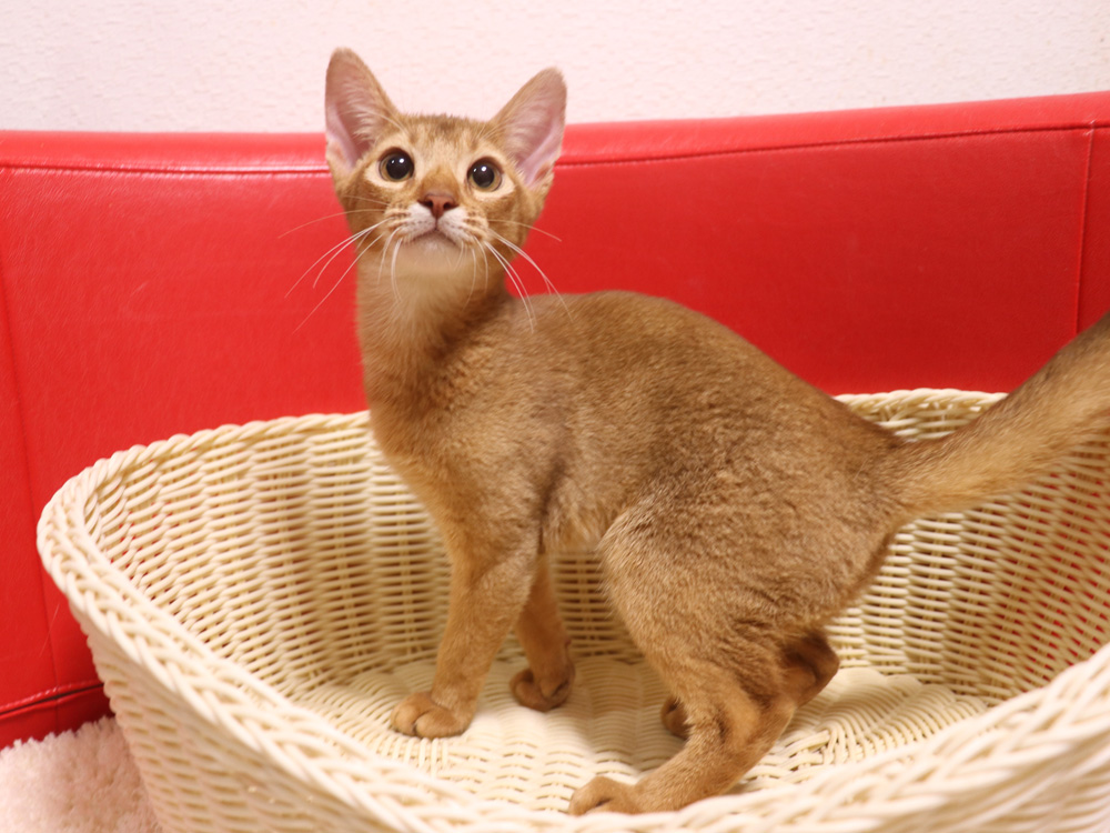 アビシニアンの子猫画像