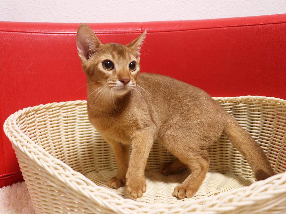 アビシニアンの子猫画像