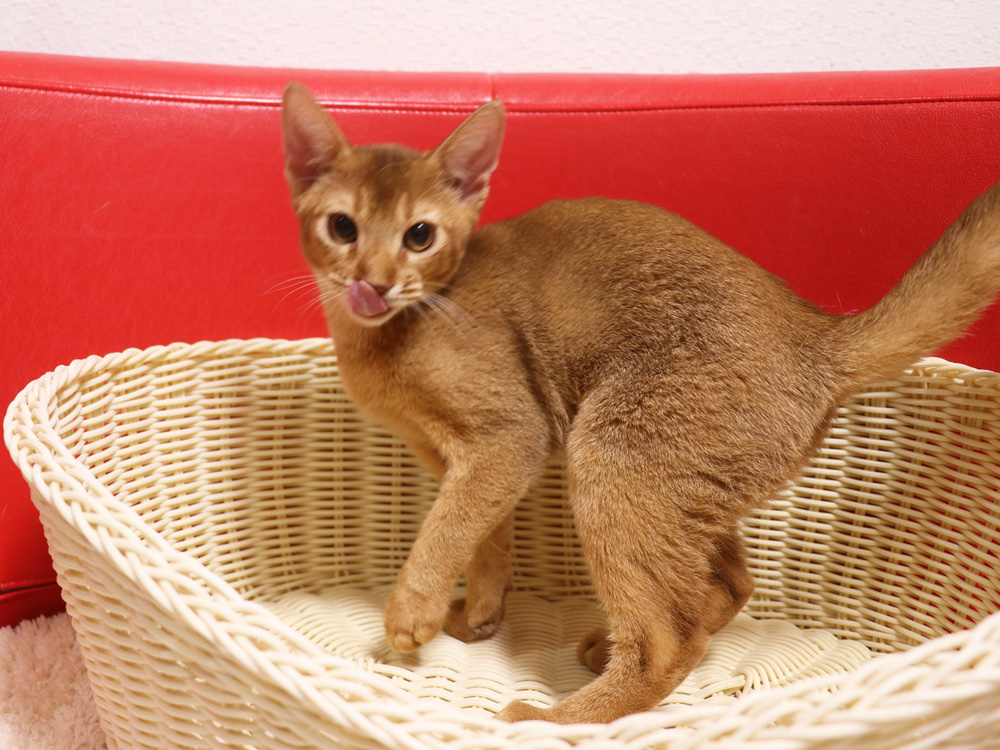 アビシニアンの子猫画像