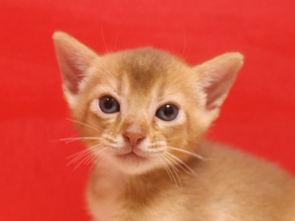 アビシニアンの子猫画像