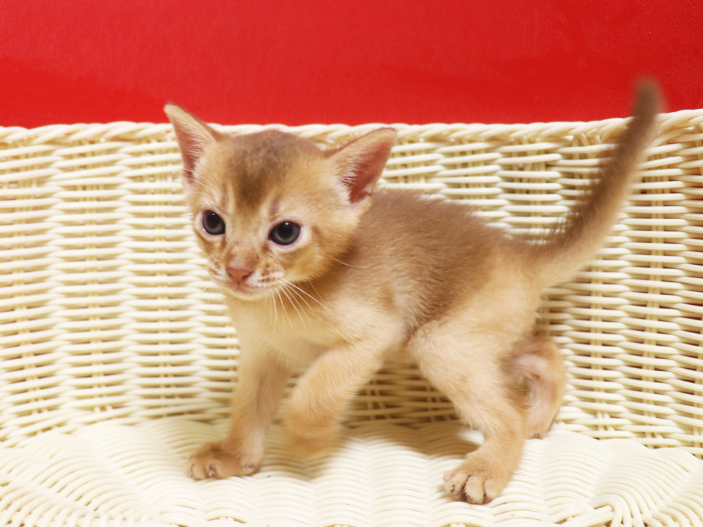 アビシニアンの子猫画像