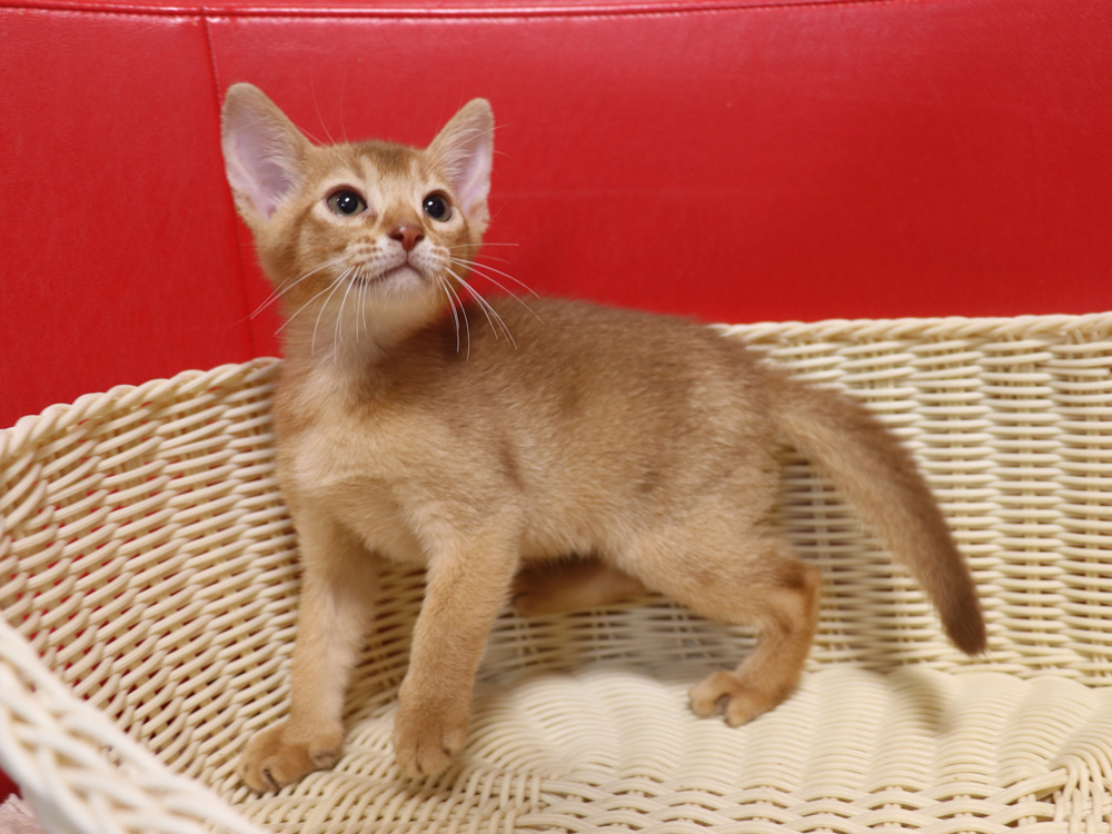 アビシニアンの子猫画像