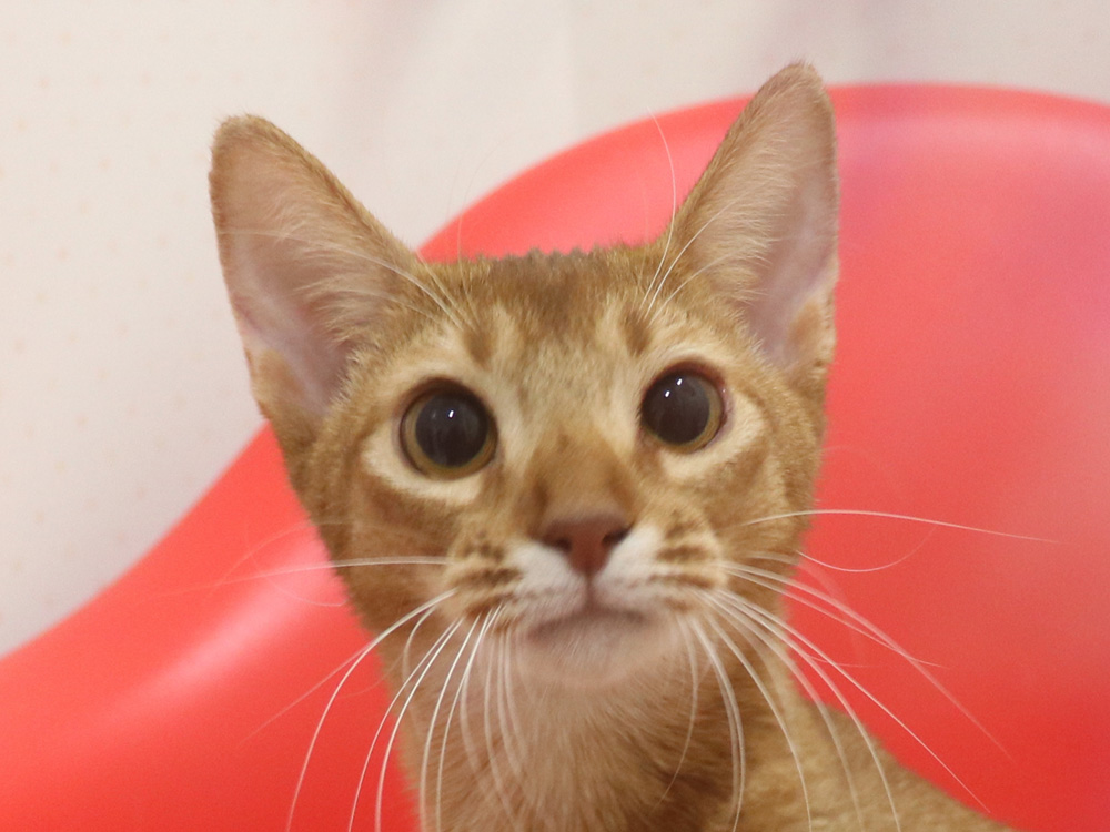 アビシニアンの子猫画像