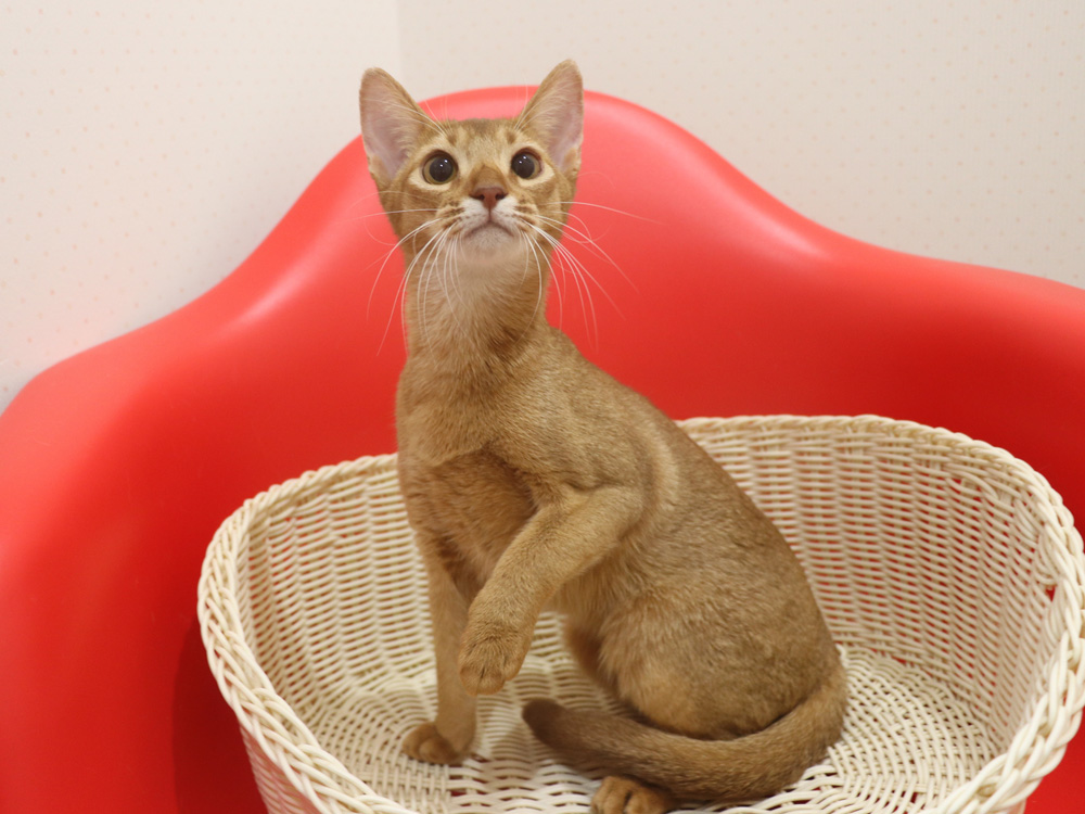 アビシニアンの子猫画像