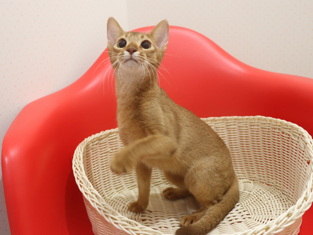 アビシニアンの子猫画像