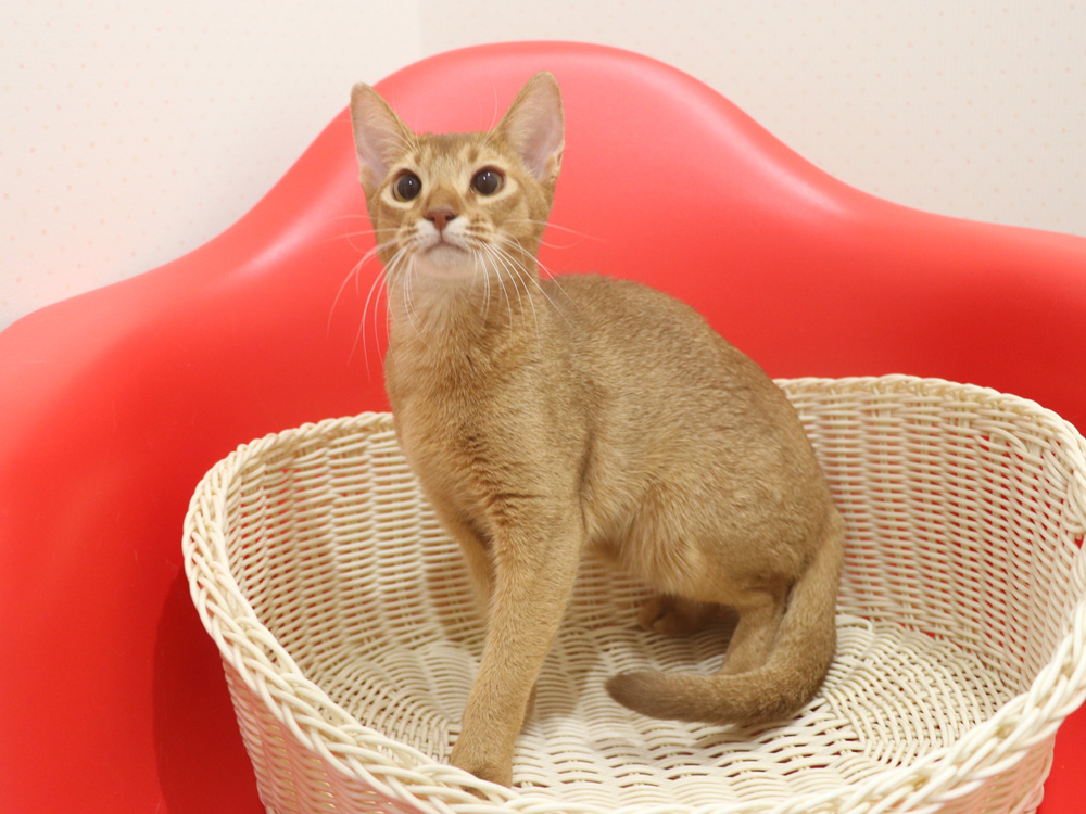 アビシニアンの子猫画像
