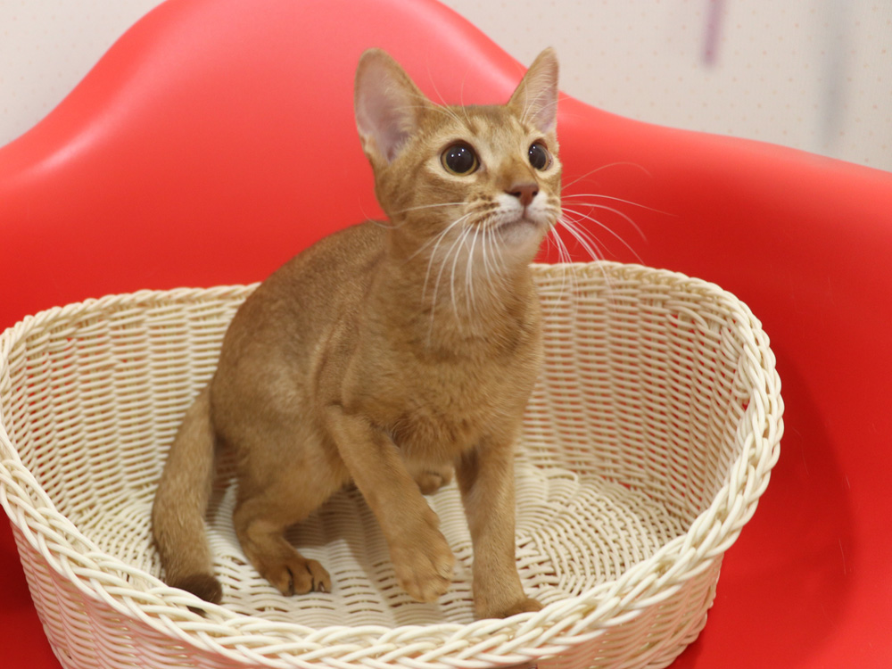 アビシニアンの子猫画像