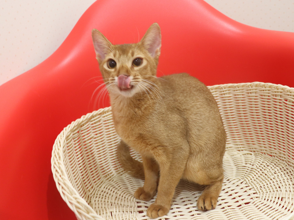 アビシニアンの子猫画像
