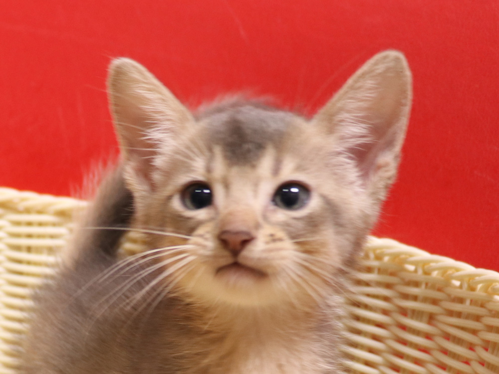 アビシニアンの子猫画像