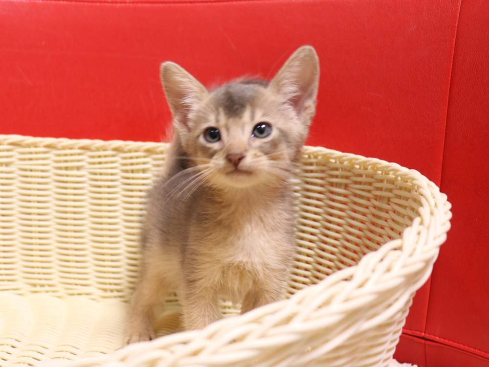 アビシニアンの子猫画像