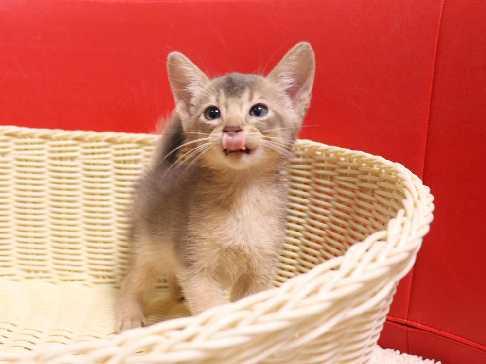 アビシニアンの子猫画像