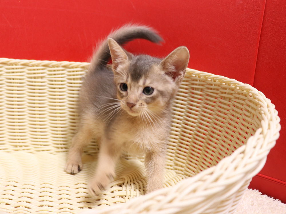 アビシニアンの子猫画像