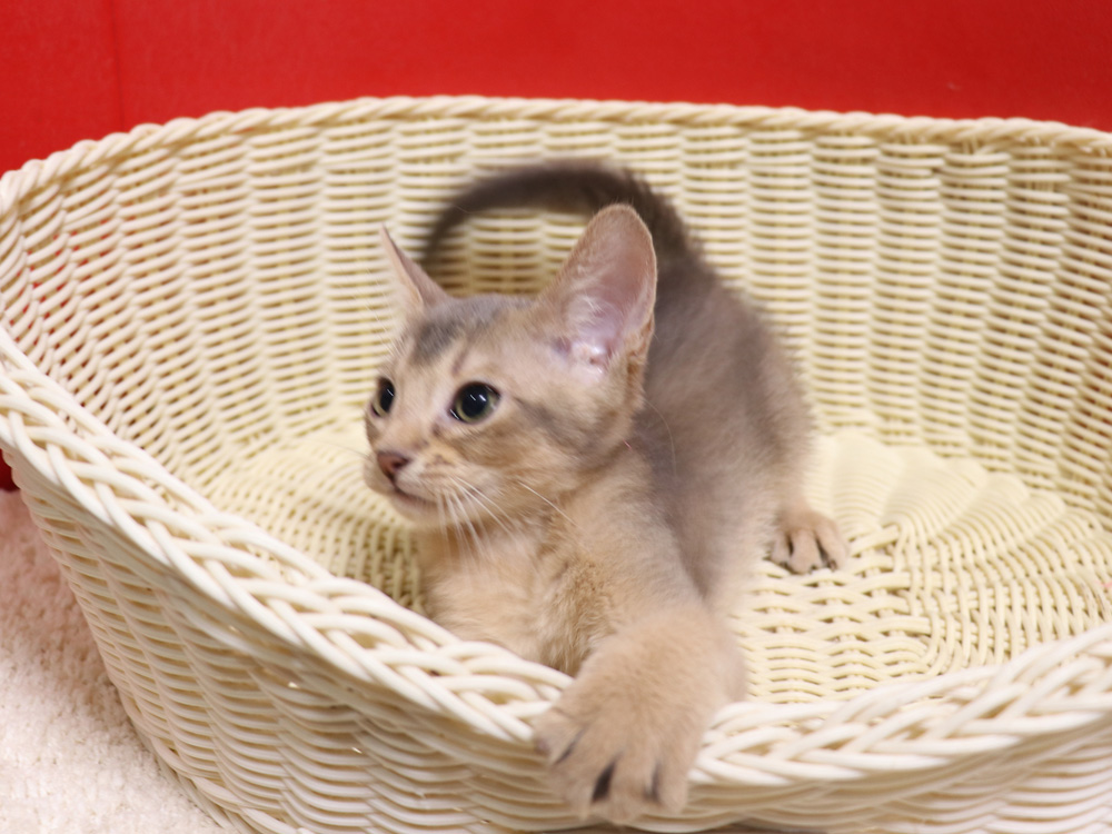 アビシニアンの子猫画像