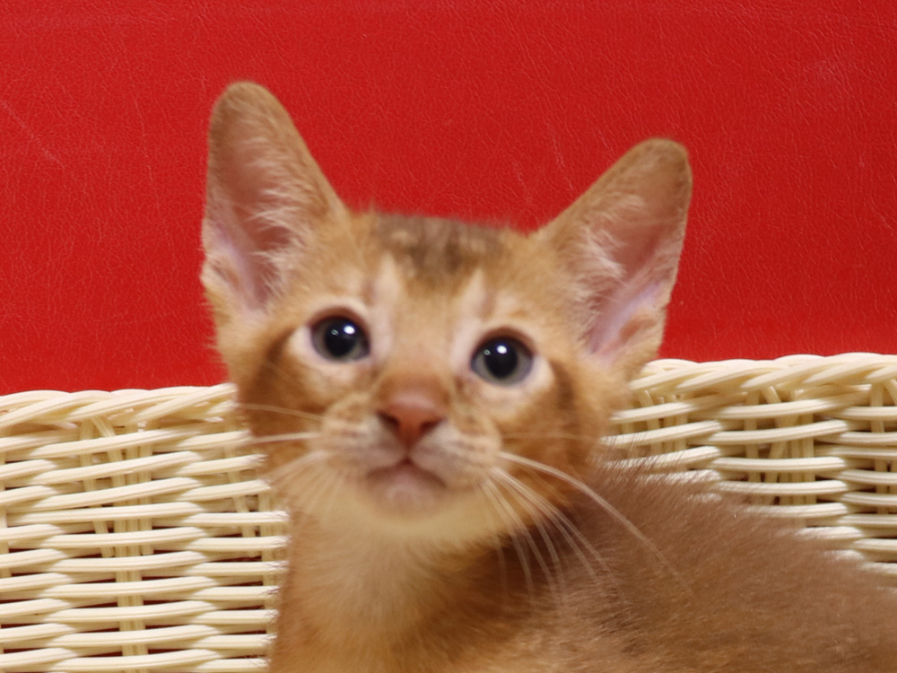 アビシニアンの子猫画像