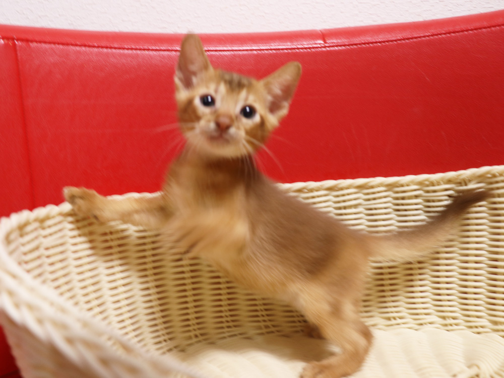 アビシニアンの子猫画像