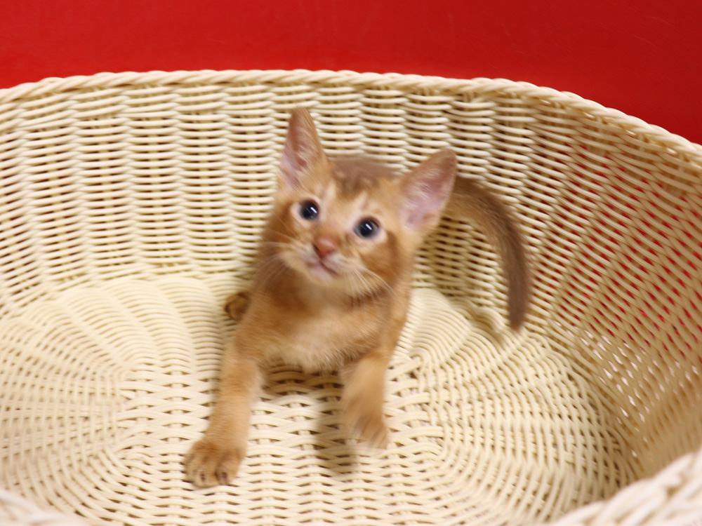 アビシニアンの子猫画像