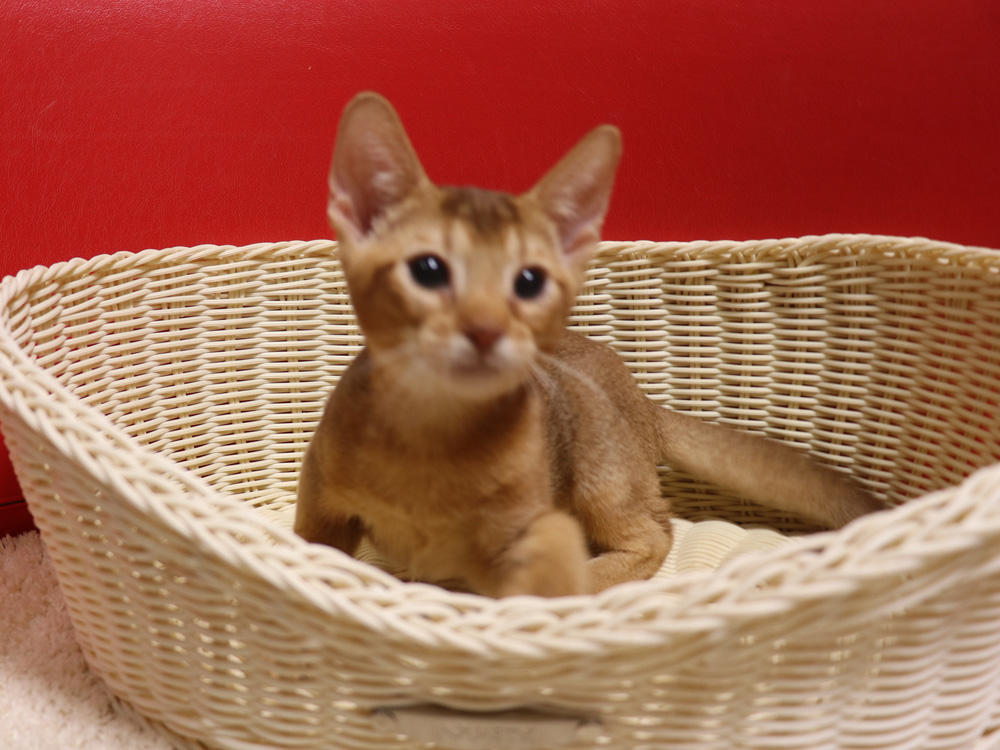 アビシニアンの子猫画像