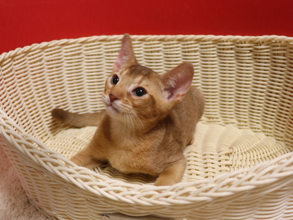 アビシニアンの子猫画像