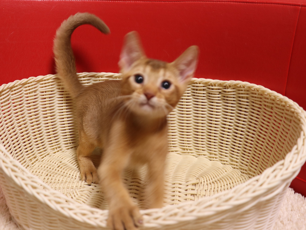 アビシニアンの子猫画像
