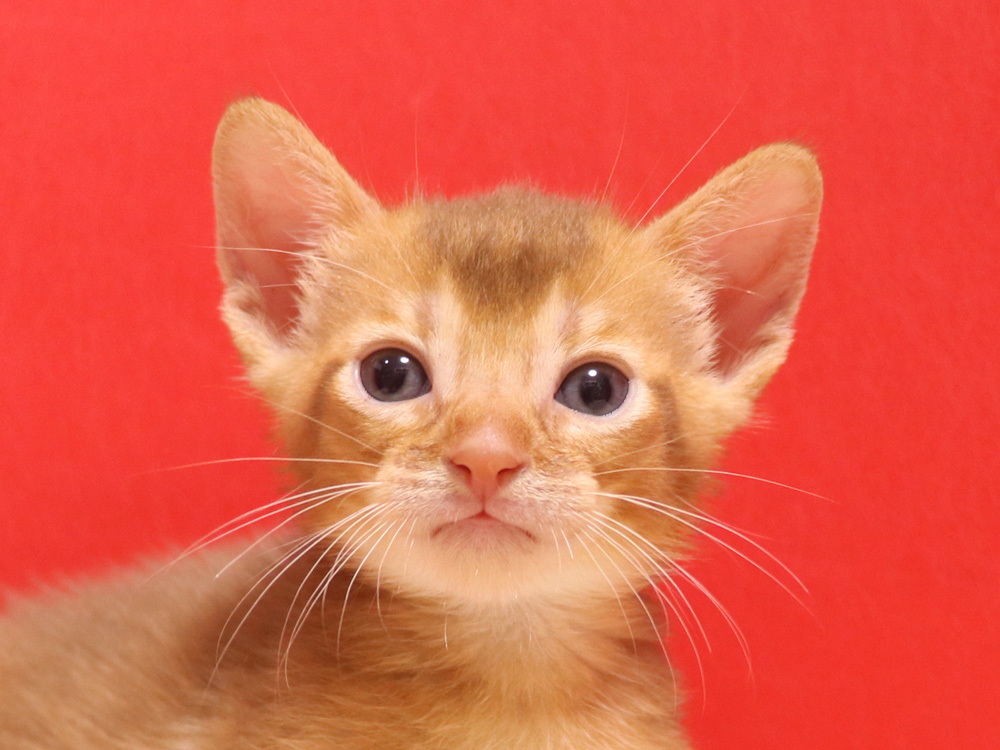 アビシニアンの子猫画像