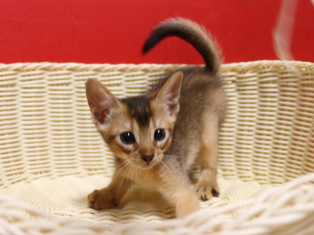 アビシニアンの子猫画像