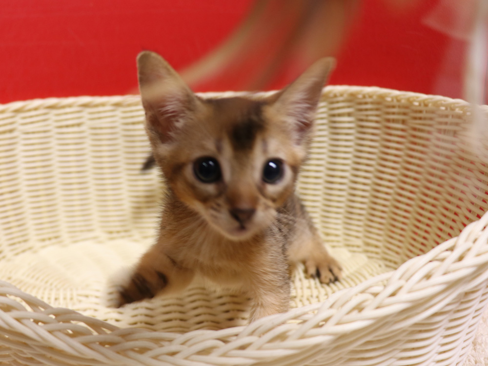アビシニアンの子猫画像