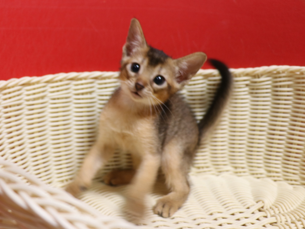 アビシニアンの子猫画像