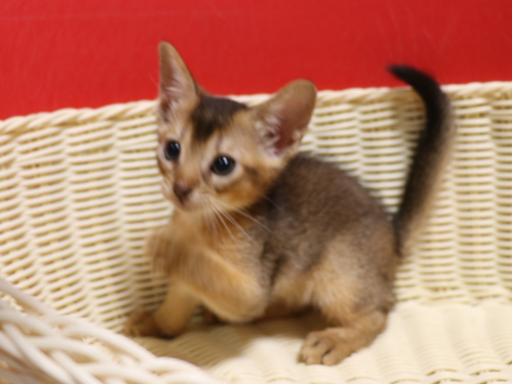 アビシニアンの子猫画像