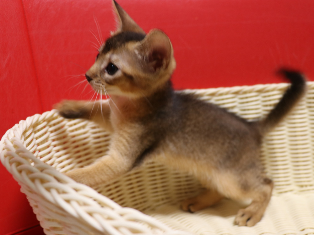 アビシニアンの子猫画像