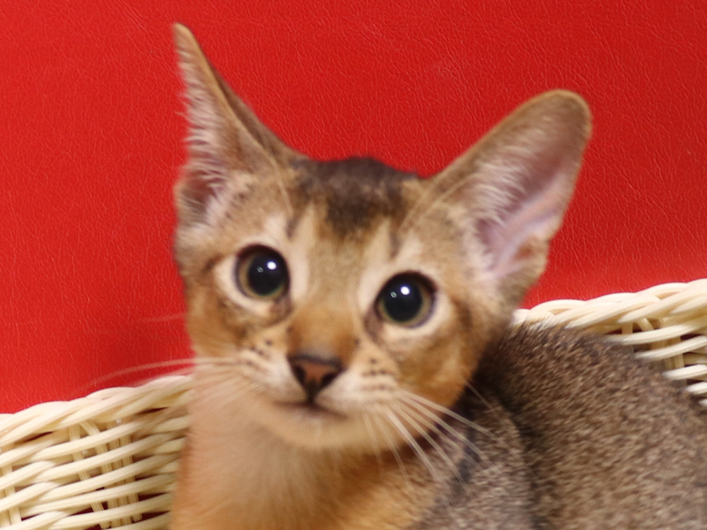 アビシニアンの子猫画像