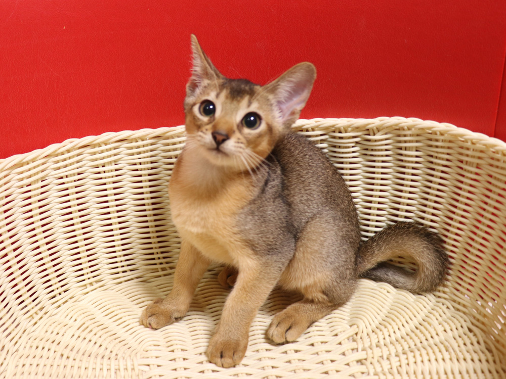 アビシニアンの子猫画像