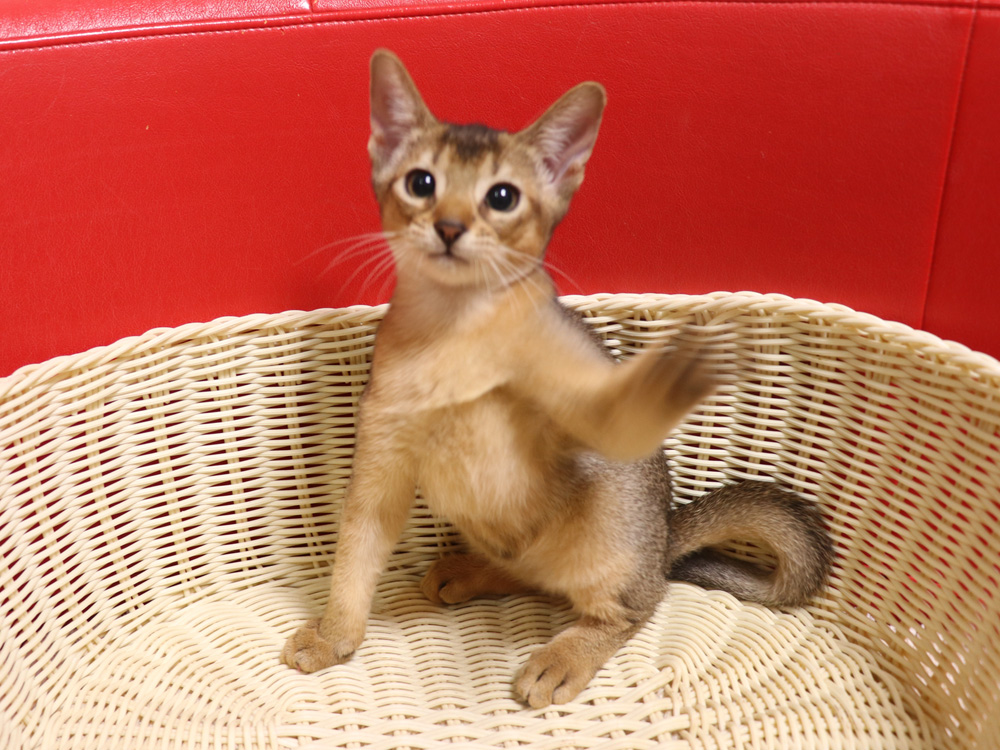 アビシニアンの子猫画像