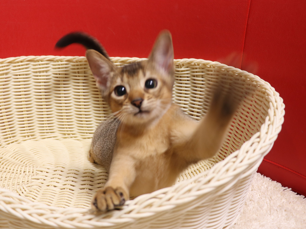 アビシニアンの子猫画像