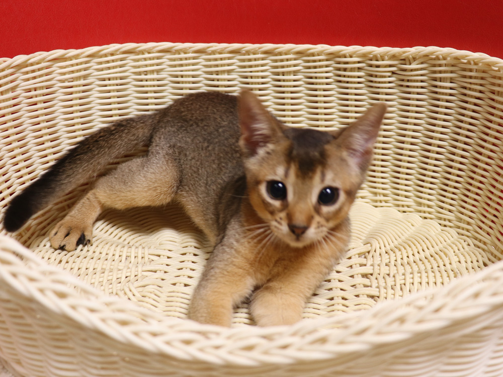 アビシニアンの子猫画像