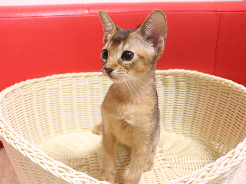 アビシニアンの子猫画像