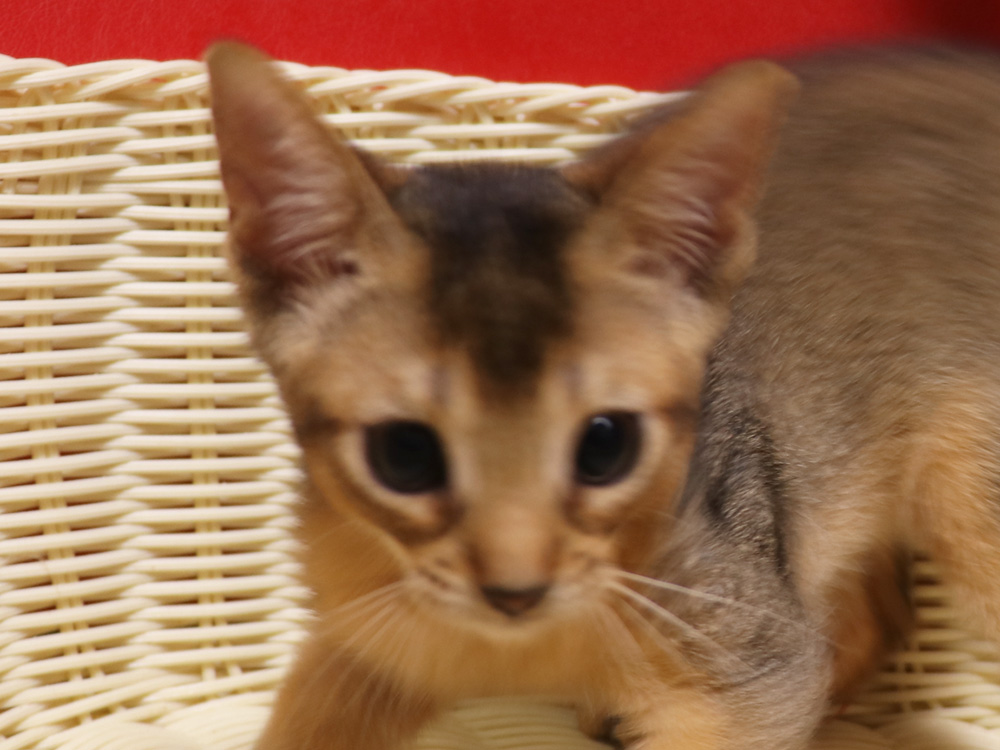 アビシニアンの子猫画像