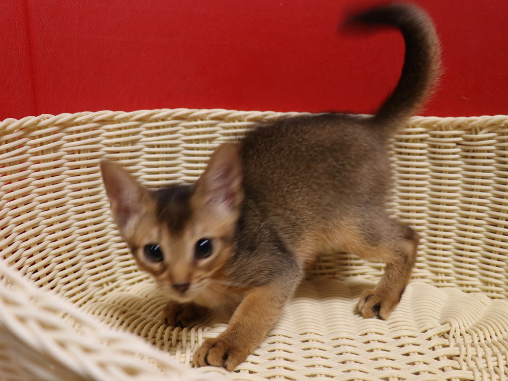 アビシニアンの子猫画像